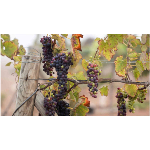Vinho Ventisquero Chile 750ml - Image 3