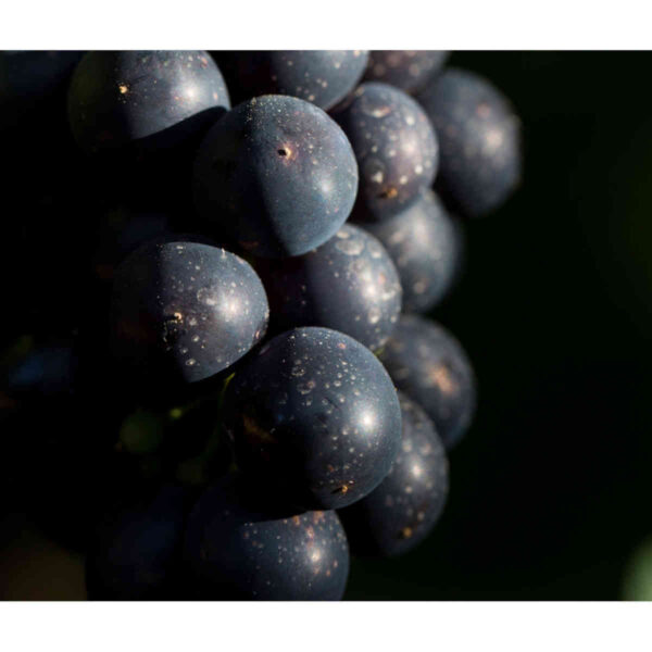 Vinho Ventisquero Chile 750ml - Image 2